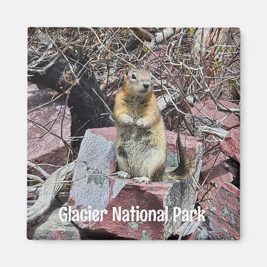 Chipmunk in Glacier National Park Magneet (Voorkant)