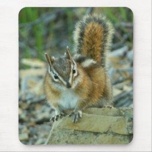 Chipmunk in Glacier National Park Muismat