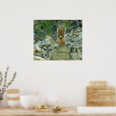 Chipmunk in Glacier National Park Poster (Keuken)