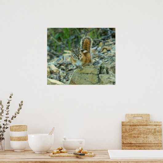 Chipmunk in Glacier National Park Poster (Keuken)