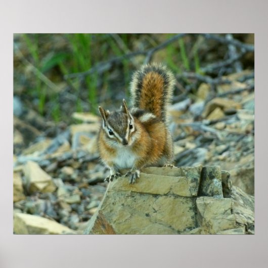 Chipmunk in Glacier National Park Poster (Voorkant)