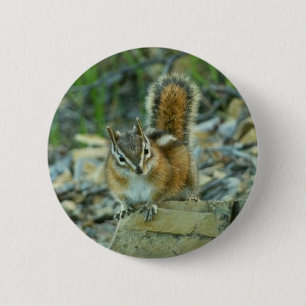 Chipmunk in Glacier National Park Ronde Button 5,7 Cm