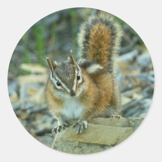 Chipmunk in Glacier National Park Ronde Sticker (Voorkant)