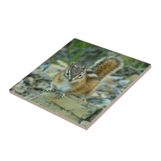 Chipmunk in Glacier National Park Tegeltje (Zijkant)