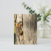 Chipmunk in Herfst Briefkaart (Staand voorkant)