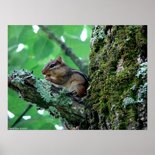 Chipmunk in het Poster van de Boom Eating Breakfas (Voorkant)