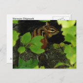 Chipmunk in Warren Vermont Briefkaart (Voorkant / Achterkant)