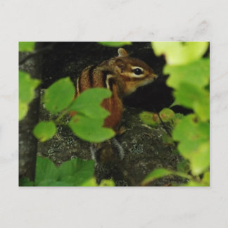 Chipmunk in Warren Vermont Briefkaart