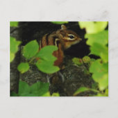 Chipmunk in Warren Vermont Briefkaart (Voorkant)