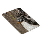 Chipmunk in Yosemite, Californië Magneet (Rechterzijde)