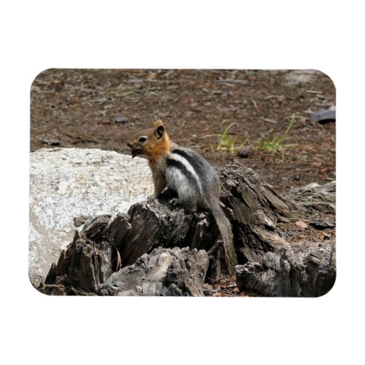 Chipmunk in Yosemite, Californië Magneet (Horizontaal)