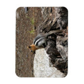 Chipmunk in Yosemite, Californië Magneet (Verticaal)