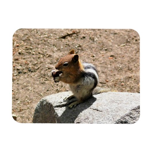 Chipmunk in Yosemite, Californië Magneet (Horizontaal)