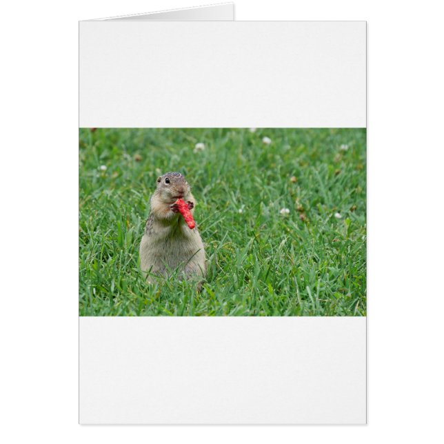 Chipmunk.JPG (Voorkant)