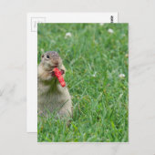 Chipmunk.JPG Briefkaart (Voorkant / Achterkant)