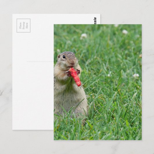 Chipmunk.JPG Briefkaart (Voorkant / Achterkant)