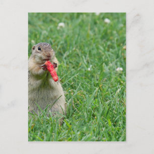 Chipmunk.JPG Briefkaart