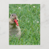 Chipmunk.JPG Briefkaart (Voorkant)