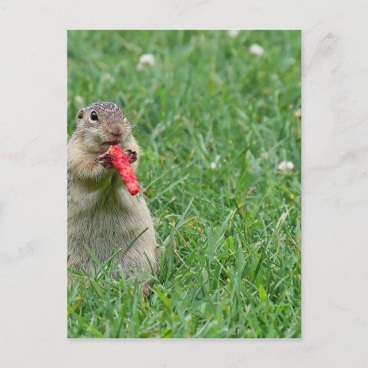 Chipmunk.JPG Briefkaart (Voorkant)