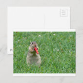 Chipmunk.JPG Briefkaart (Voorkant / Achterkant)