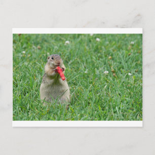 Chipmunk.JPG Briefkaart