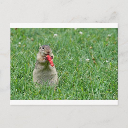 Chipmunk.JPG Briefkaart (Voorkant)