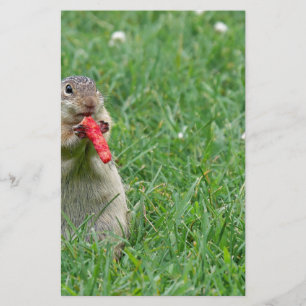 Chipmunk.JPG Briefpapier