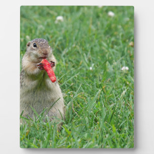Chipmunk.JPG Fotoplaat