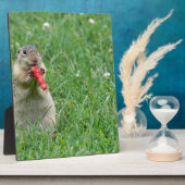 Chipmunk.JPG Fotoplaat (Zijkant)