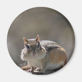 Chipmunk Magneet (Voorkant)