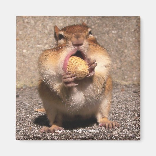 Chipmunk - Magneet (Voorkant)