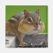 Chipmunk Magneet (Voorkant)