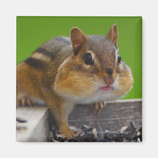 Chipmunk Magneet (Voorkant)