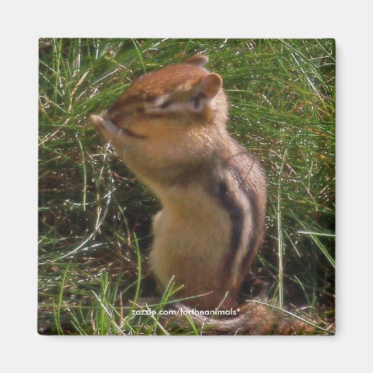 Chipmunk - Magneet (Voorkant)