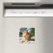 Chipmunk - Magneet (Insitu (Vaatwasser))