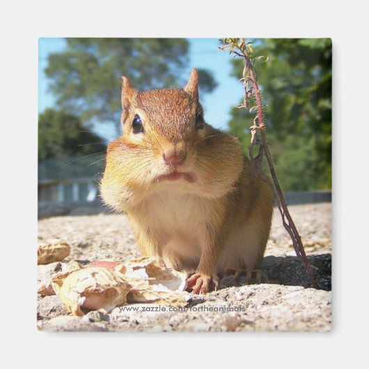Chipmunk - Magneet (Voorkant)