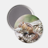 Chipmunk Magnet (Voorkant / Achterkant)
