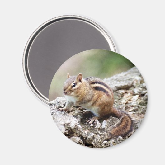 Chipmunk Magnet (Voorkant / Achterkant)