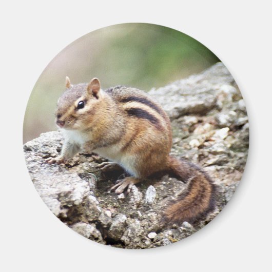 Chipmunk Magnet (Voorkant)
