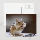 Chipmunk met Cheeks Volledige foto Briefkaart (Voorkant / Achterkant)