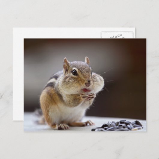 Chipmunk met Cheeks Volledige foto Briefkaart (Voorkant / Achterkant)