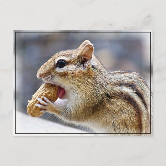 Chipmunk met een pinda briefkaart (Voorkant)