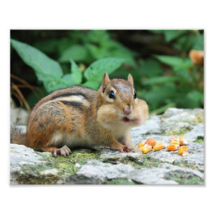 Chipmunk met knuppende kaken foto afdruk
