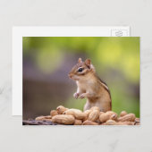 Chipmunk met pinda's briefkaart (Voorkant / Achterkant)