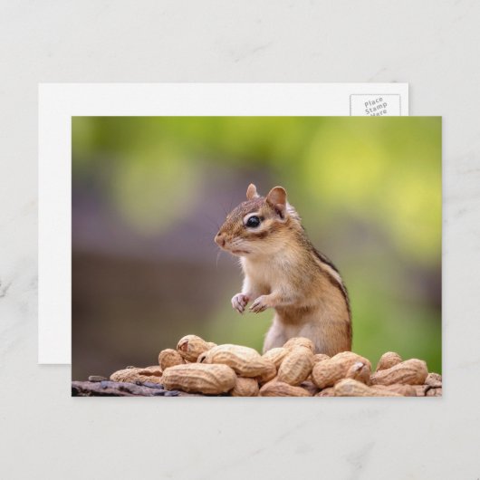 Chipmunk met pinda's briefkaart (Voorkant / Achterkant)