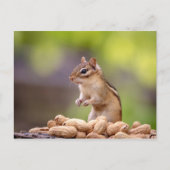 Chipmunk met pinda's briefkaart (Voorkant)