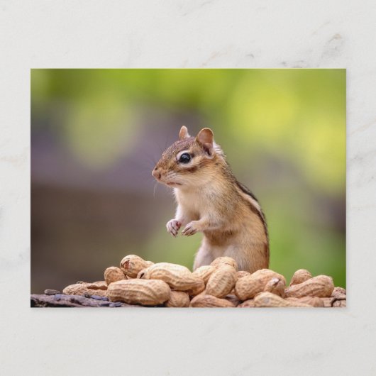 Chipmunk met pinda's briefkaart (Voorkant)