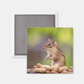 Chipmunk met pinda's magneet (Voorkant / Achterkant)