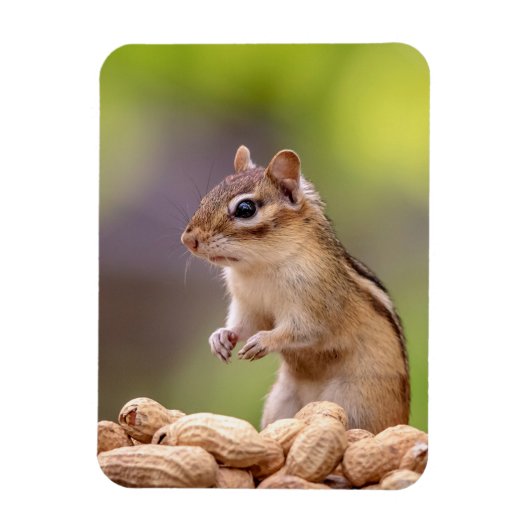 Chipmunk met pinda's magneet (Verticaal)