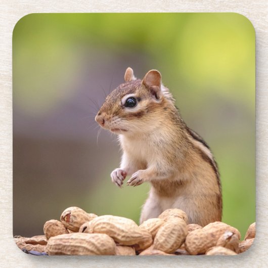 Chipmunk met pinda's onderzetter (Voorkant)